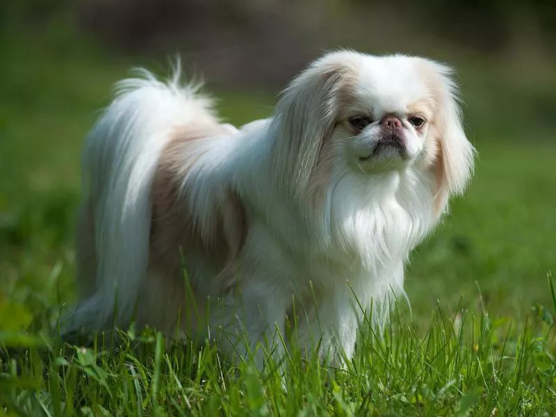 Japanese Chin