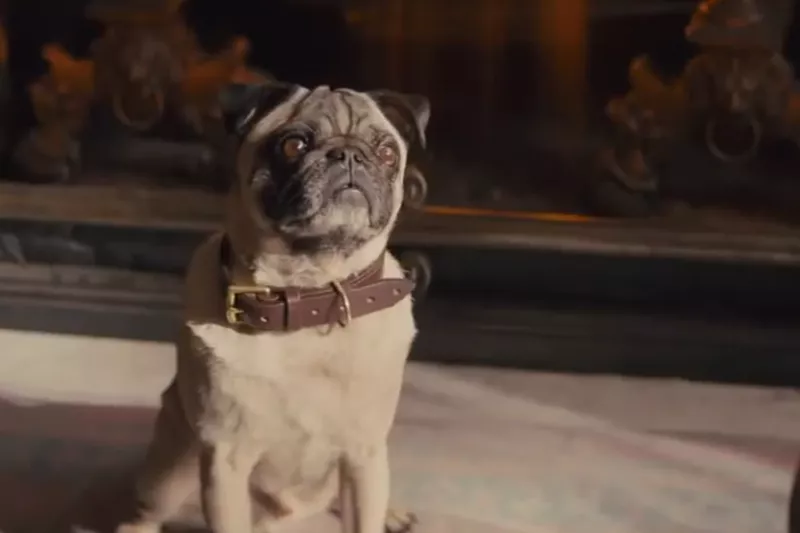 Kingsman pug