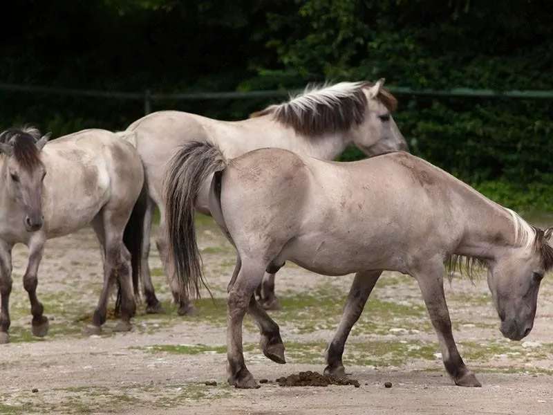 Heck Horse