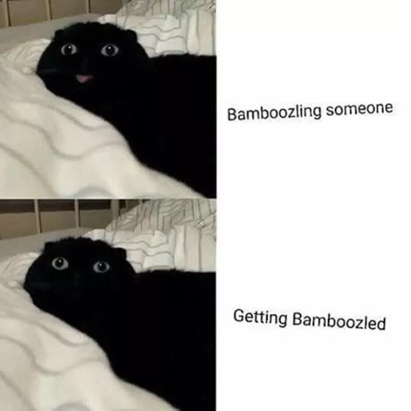 Cat bamboozling someone