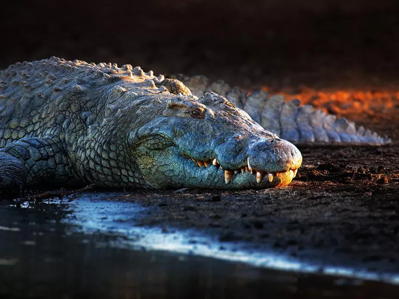 Nile Crocodile on Riverbank