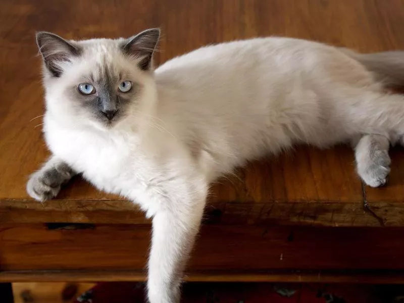 Ragdoll cat