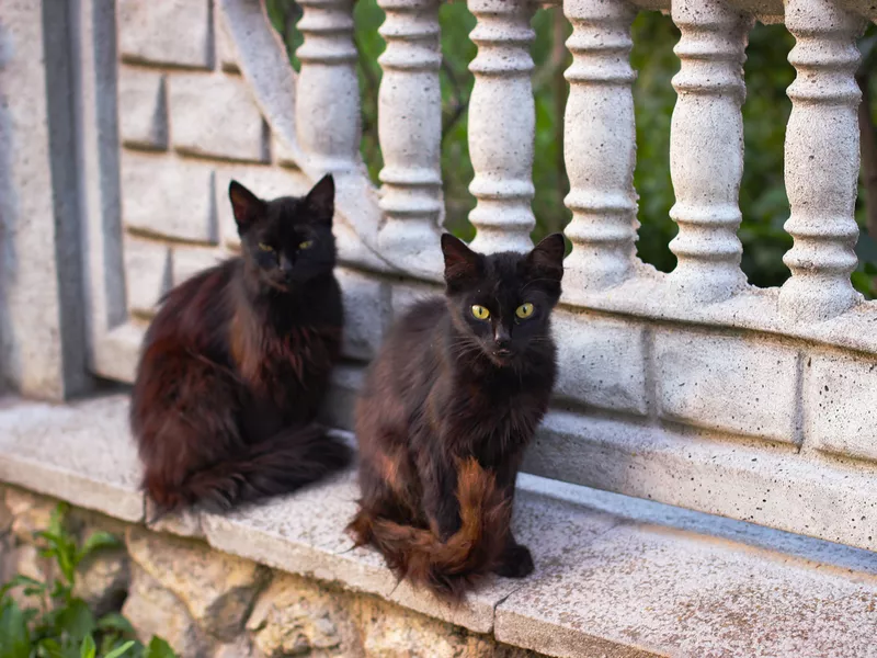 Two black cats sitting on a stone fence