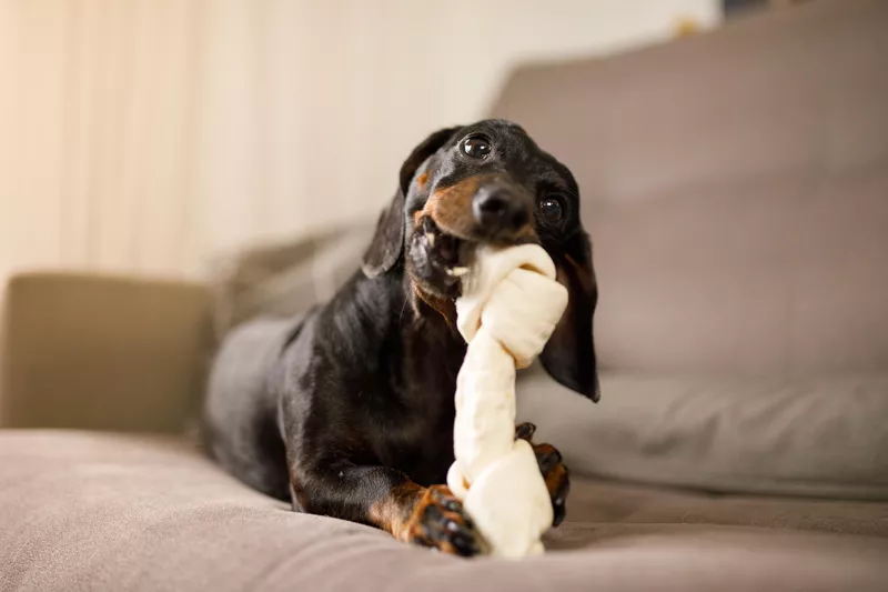 Dachshund gnawing a dog bone