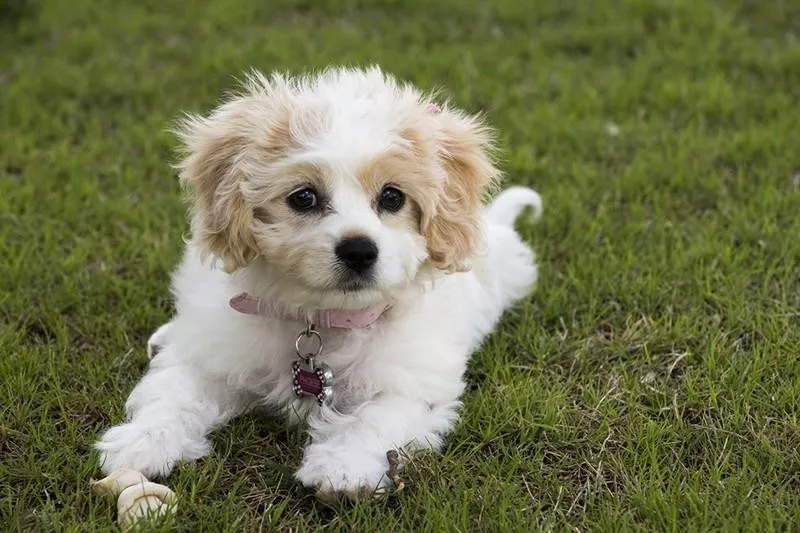 Cavachon