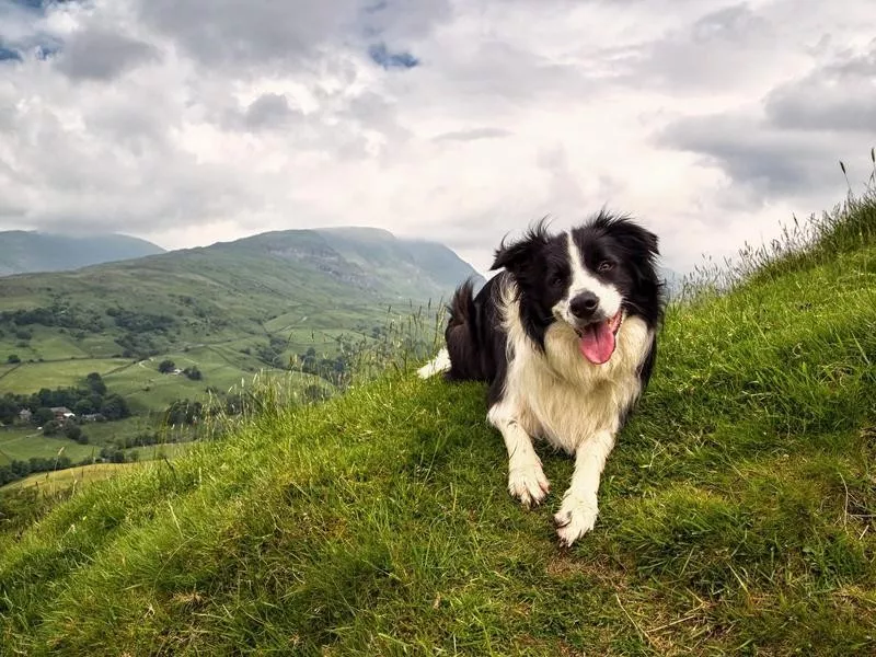 Border Collie