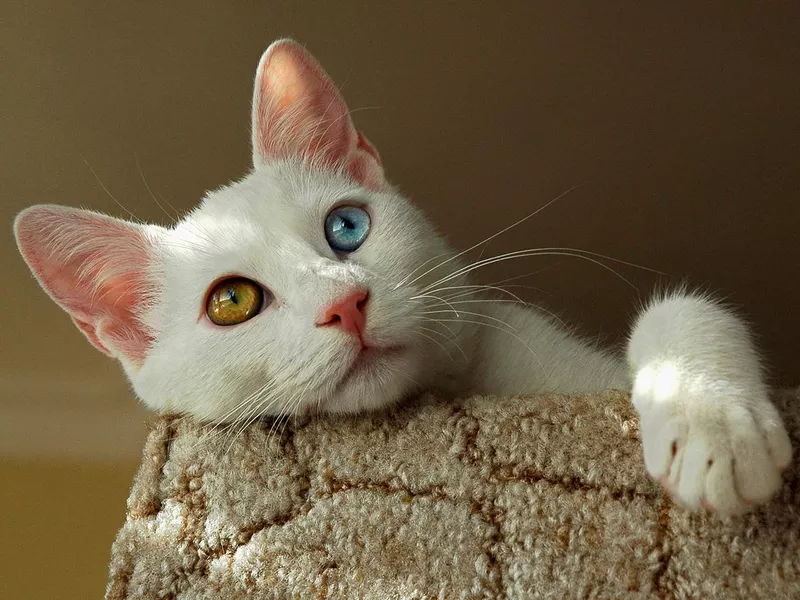 Turkish van cat