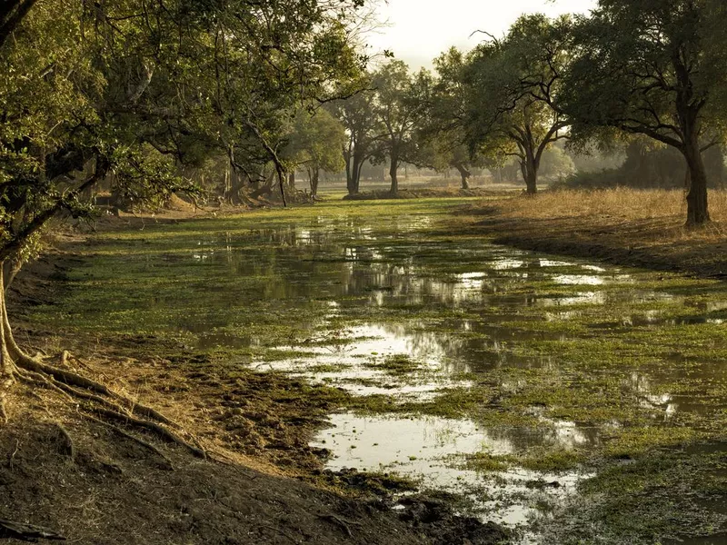 Small pond in South Luangwa National Park in Zambia