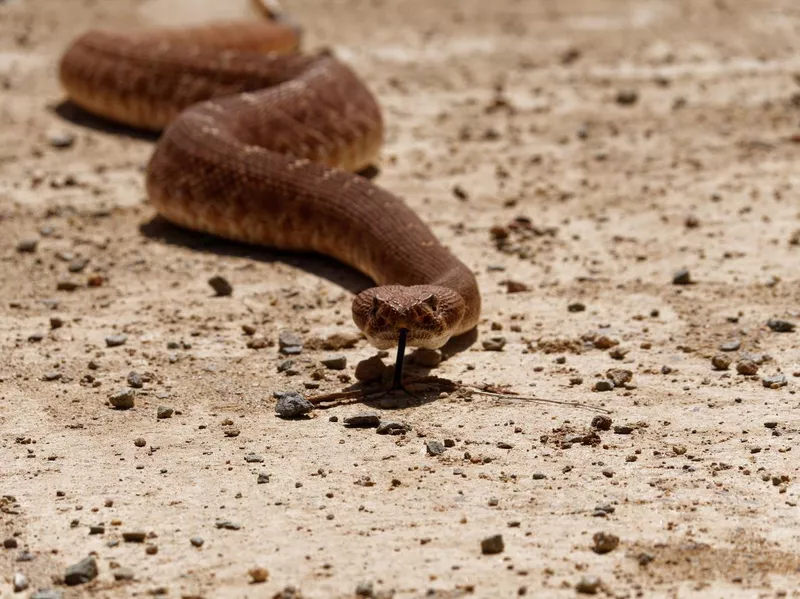 One dog saved its owner from a Red Diamond Rattlesnake