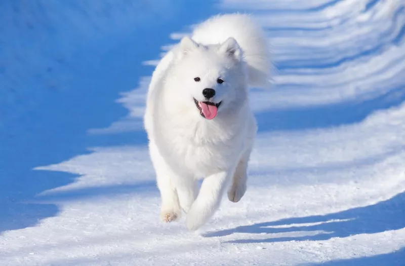 Samoyed puppy running in the snow