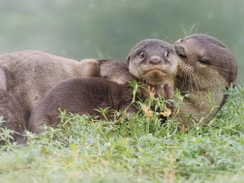 otter