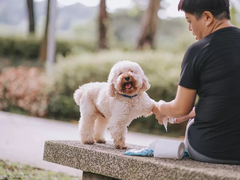 Dog getting cleaned