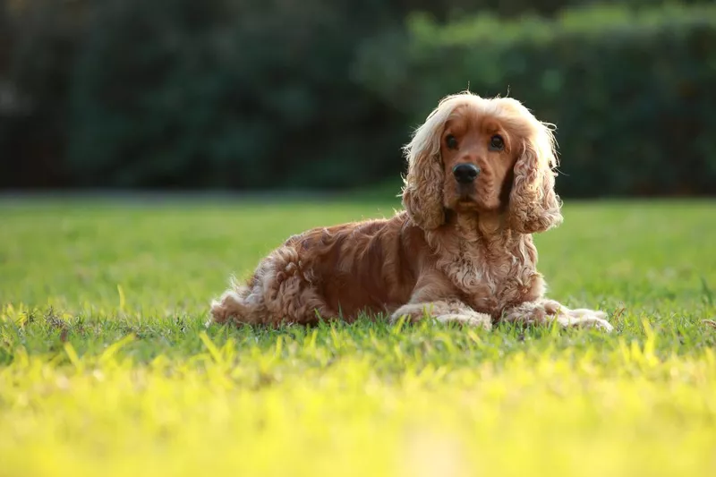 English Cocker Spaniel