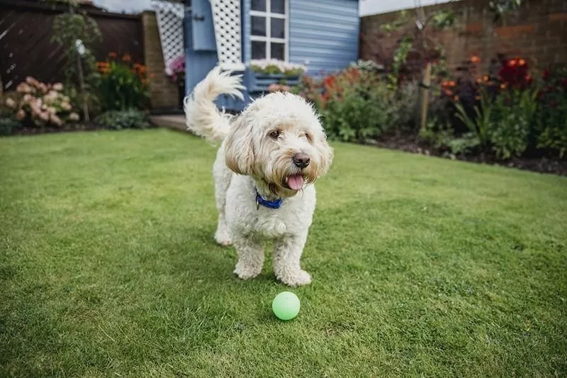 Cockapoo