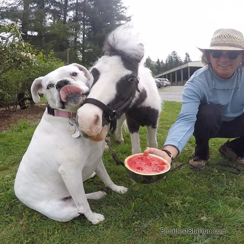 Einstein the mini horse with his dog friend