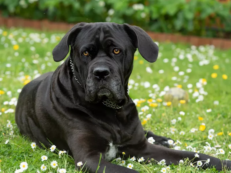 Italian mastiff