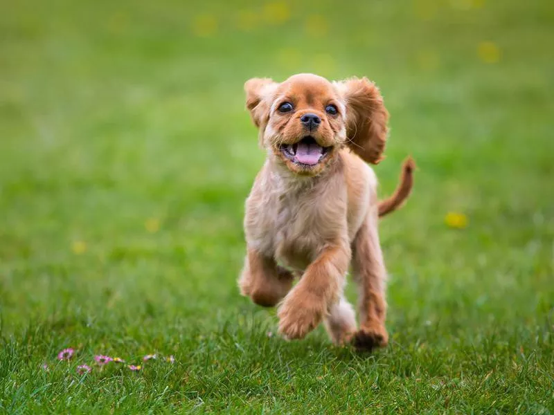 Cavalier King Charles spaniel