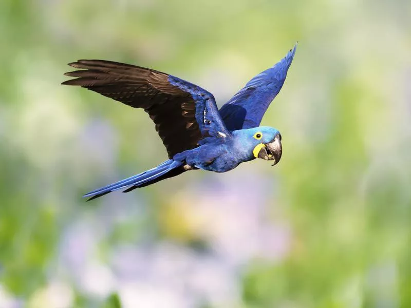 Hyacinth Macaw