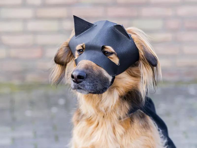 bat dog