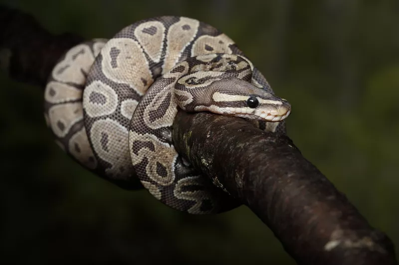 Ball Python on a Branch