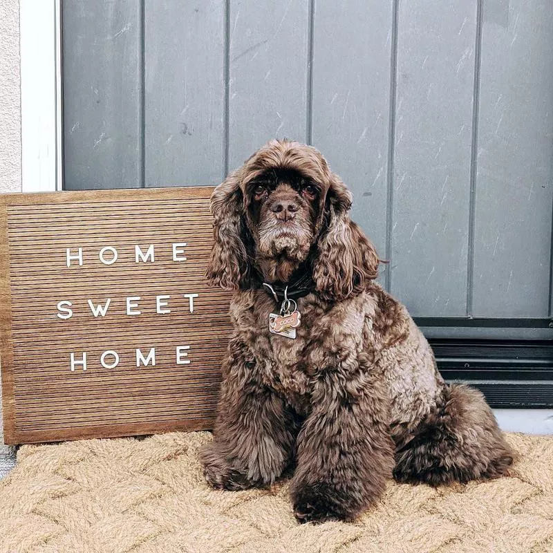 Cute dog photo of a cocker spaniel just adopted