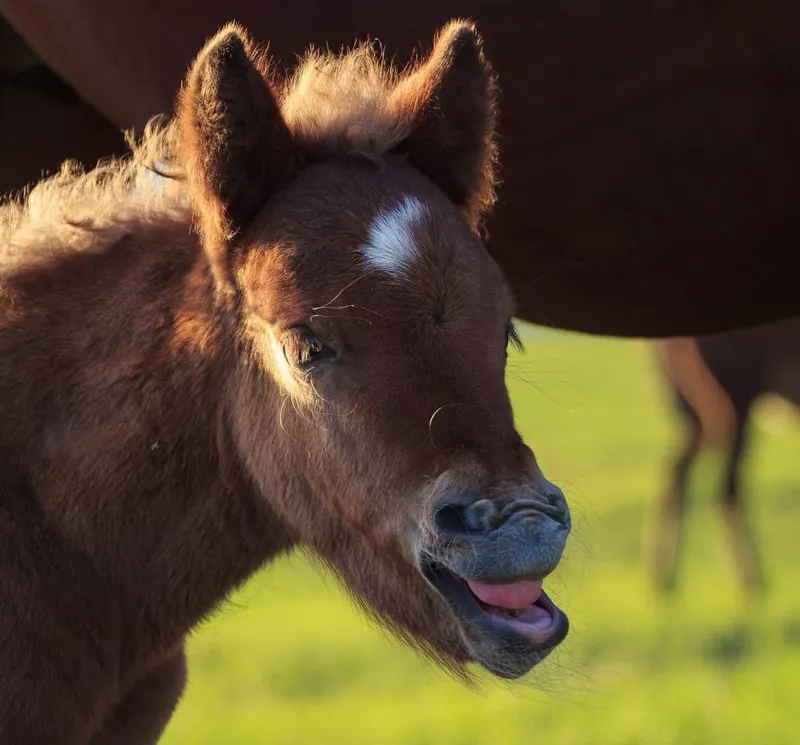 Little Horse Smiling