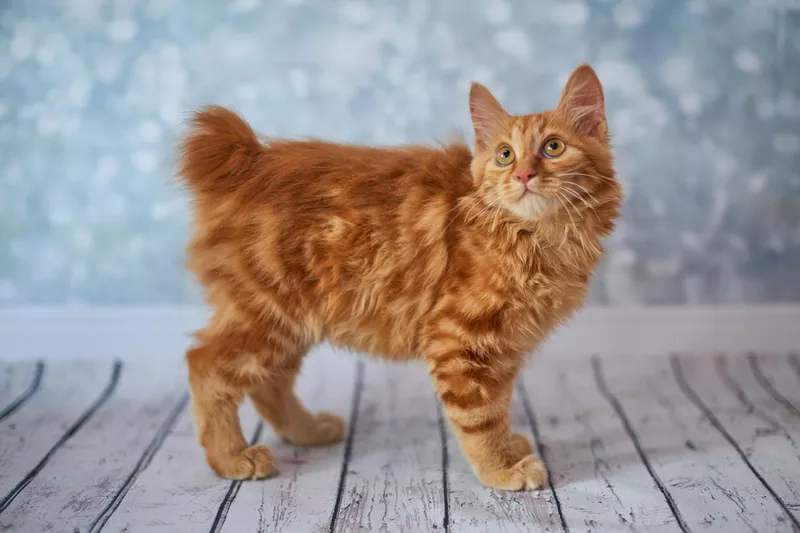 The adorable Bobtail