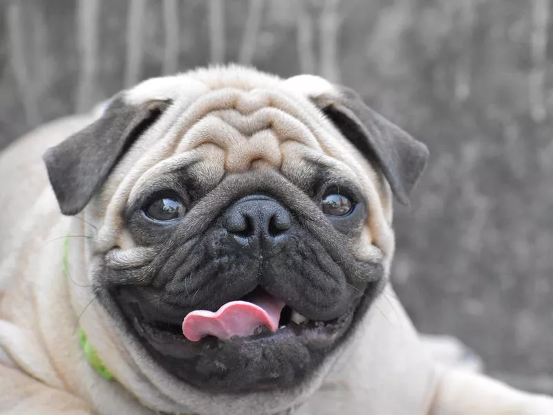 Pugs