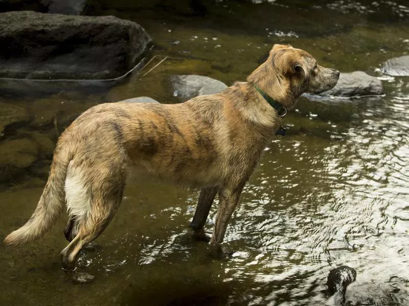 Catahoula Leopard Dog