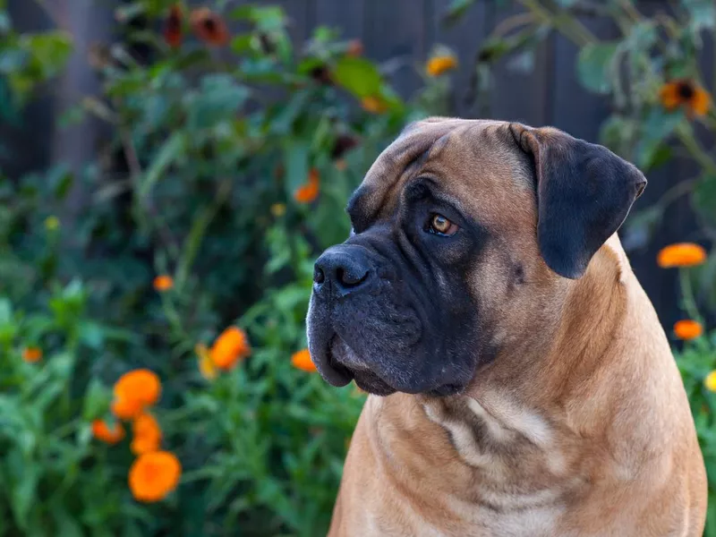 Closeup portrait of a beautiful dog breed South African Boerboel. South African Mastiff.