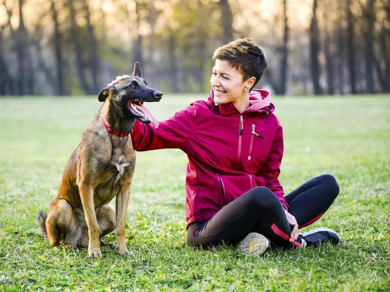 malinois