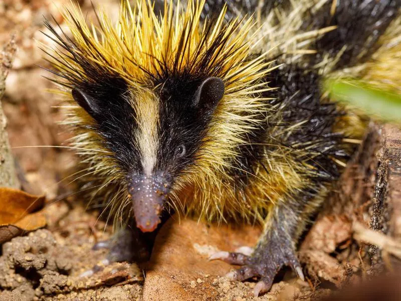 Lowland Streaked Tenrec