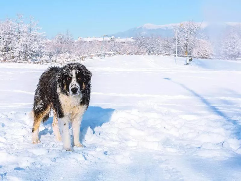 Bulgarian Shepherd Dog Overview