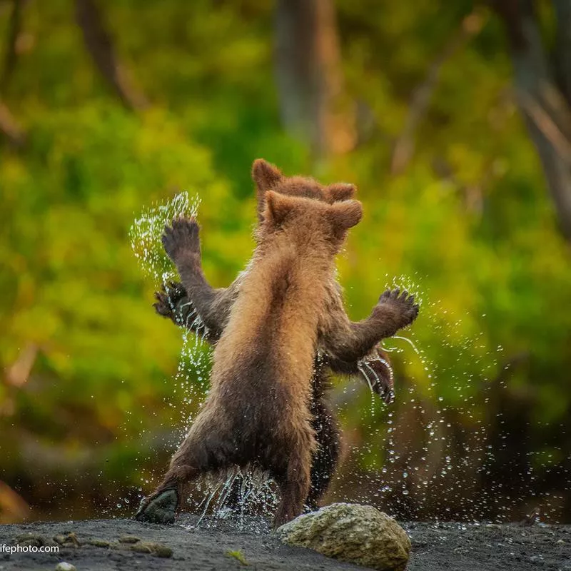 Kamchatka brown bear