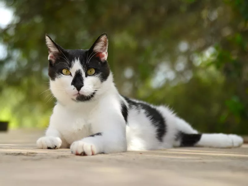 Aegean Cat Portrait