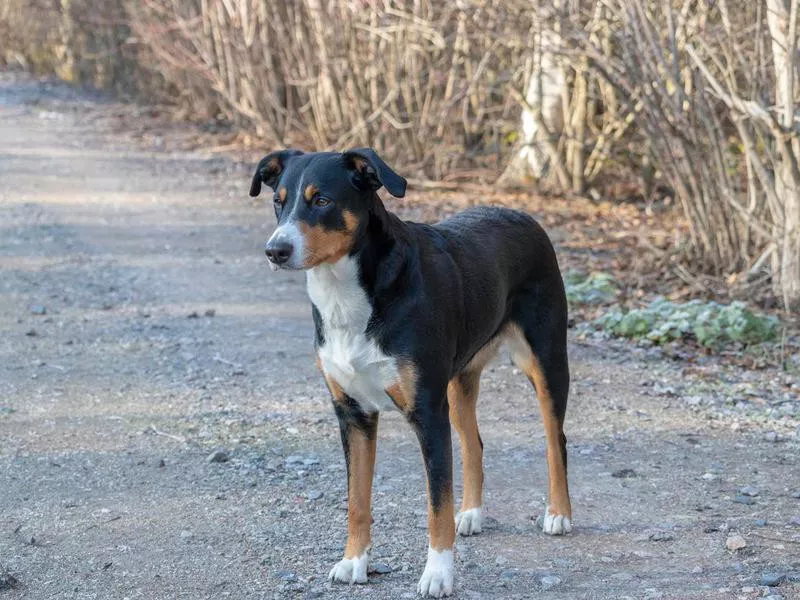 Appenzeller Sennenhund Overview