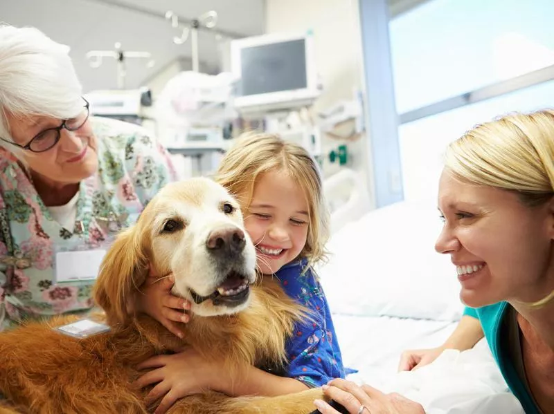 A happy golden retriever