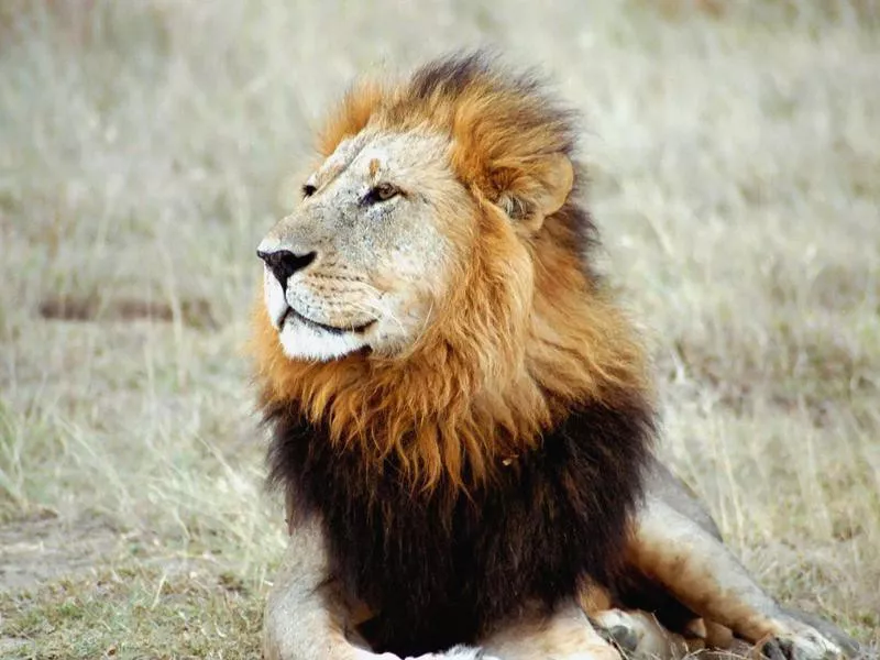 Black Maned Lion