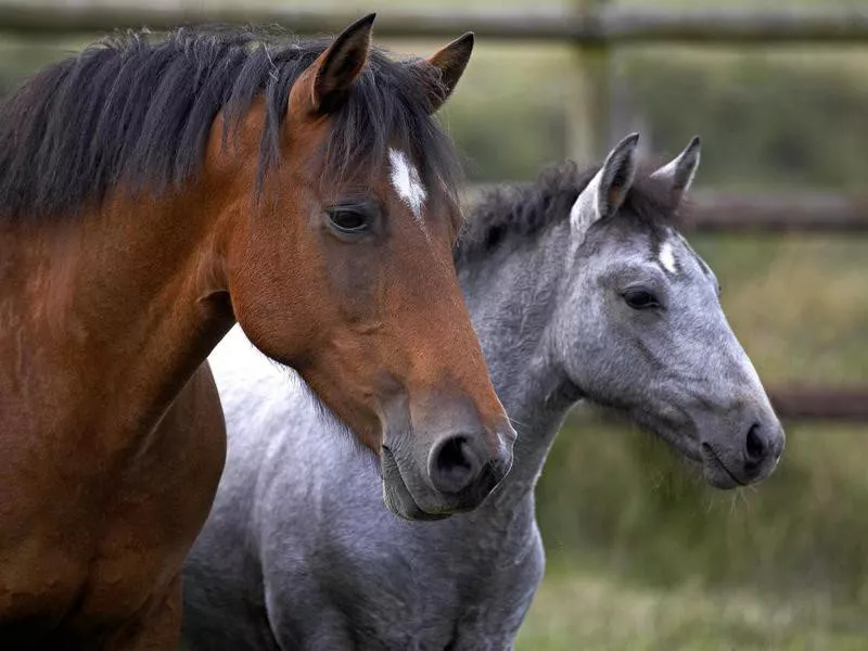 Connemara Pony