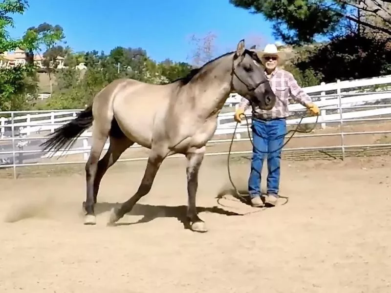 California Vaquero