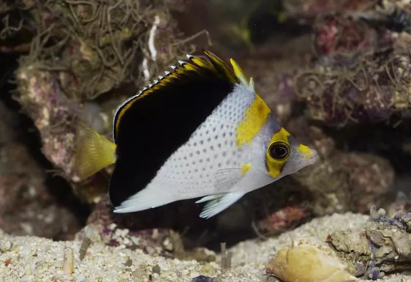 butterflyfish