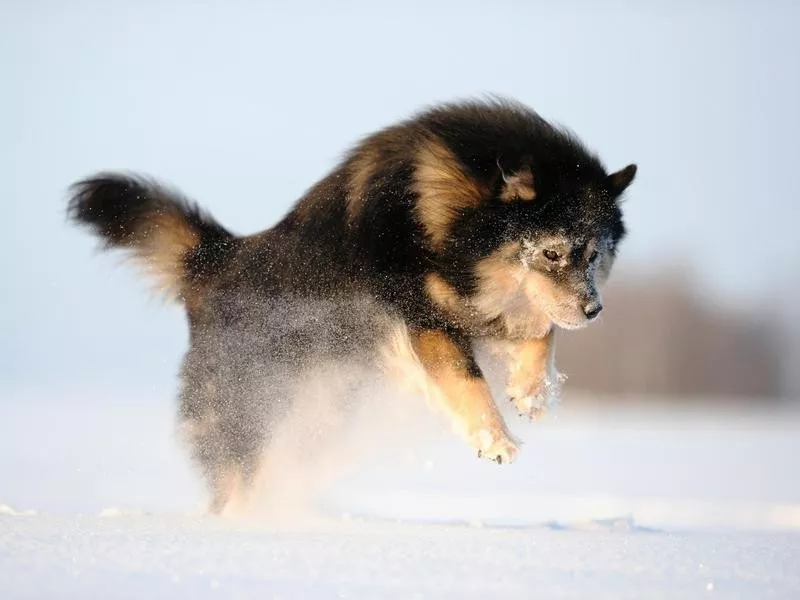 Finnish Lapphund