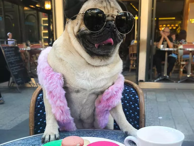 doug the pug