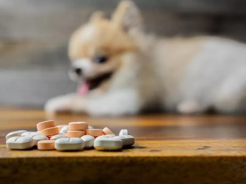 Pills on a table in front of dog