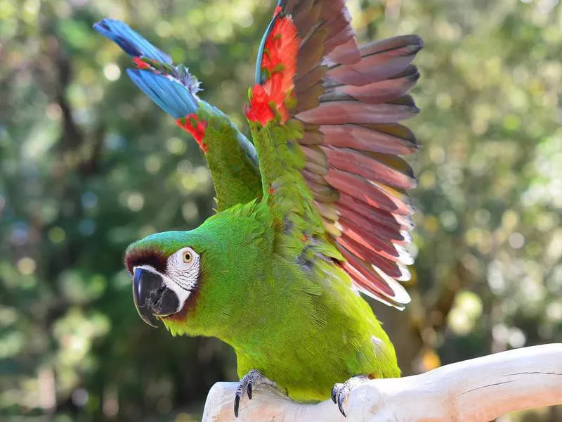 Severe Macaw