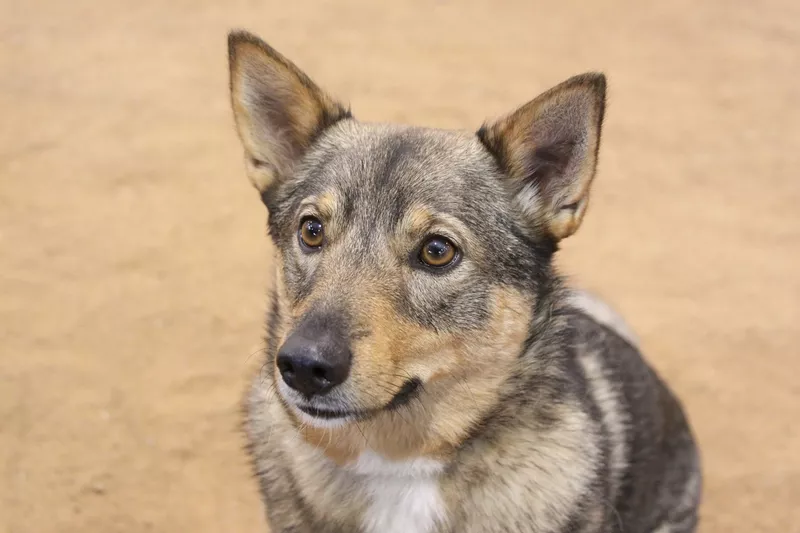 Swedish vallhund dog