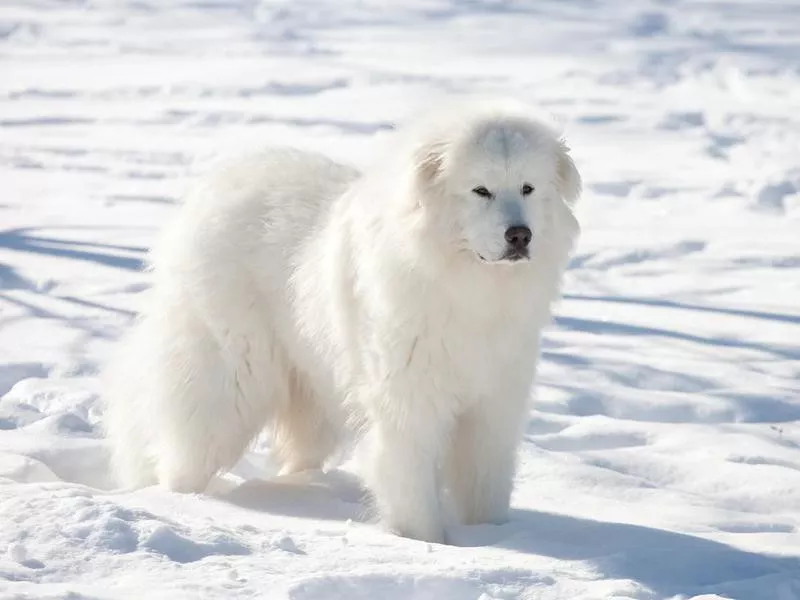 Great Pyrenees