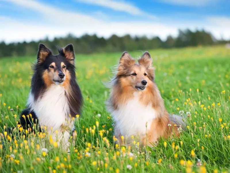 sheltie