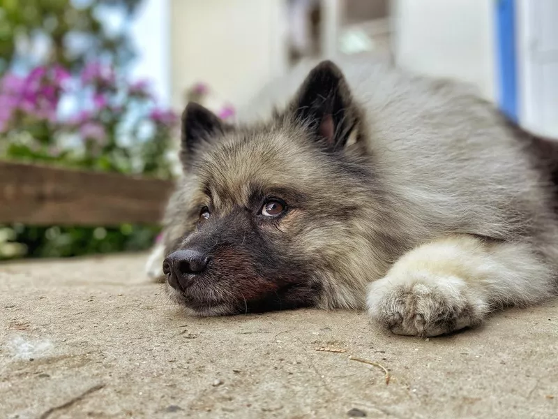 Portrait of a Keeshond dog breed. fluffy dog