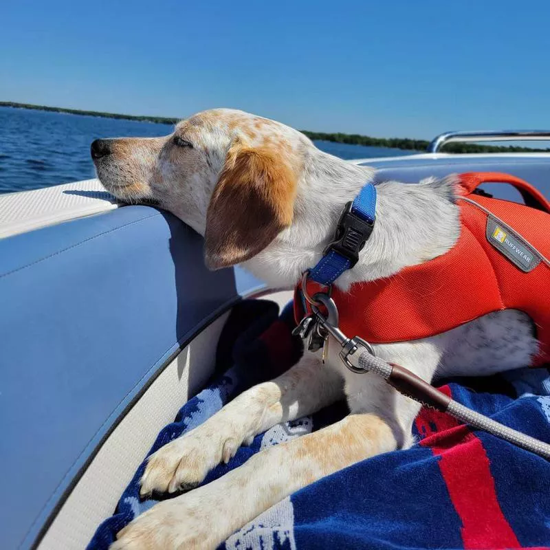 dog napping on boat